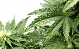 cannabinoide